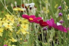 Ein Garten wie gemalt - Cosmea tief purpur